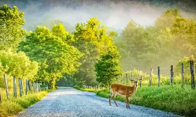 deer on sparks lane in cades cove