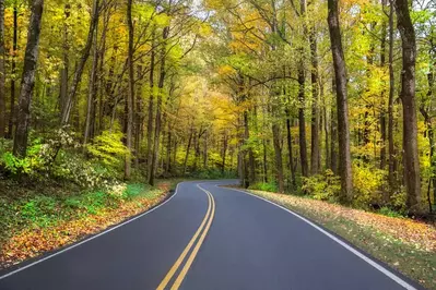 back road in the Smokies covered in fall leaves