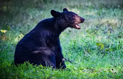 black bear in the smoky mountains