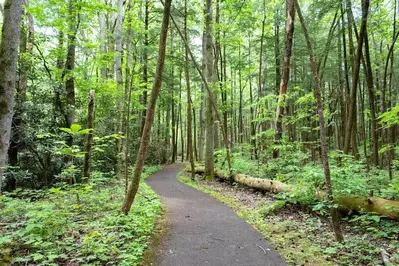 sugarlands valley nature trail smoky mountains