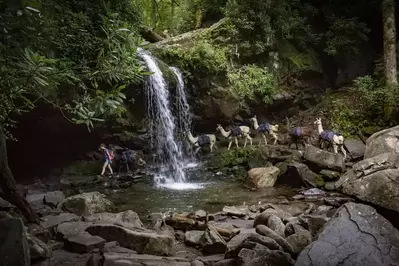 grotto falls smoky mountains llamas