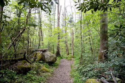 hiking trail in the smoky mountains