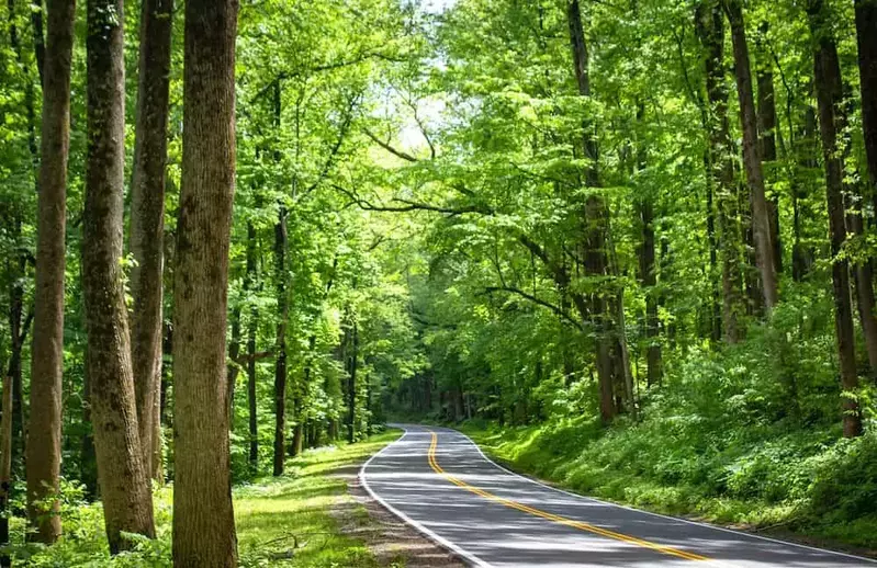 newfound gap road