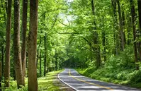 newfound gap road
