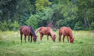 horses in Cades Cove