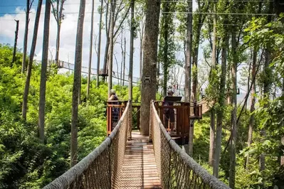 tree walk in Anakeesta in Gatlinburg