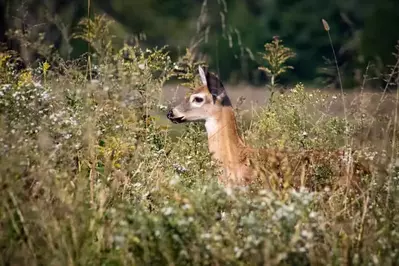 deer in cades cove