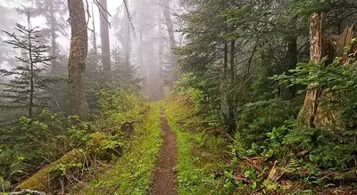 hiking trail in the great smoky mountians national park