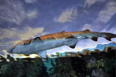 shark lagoon at ripley's aquarium in gatlinburg