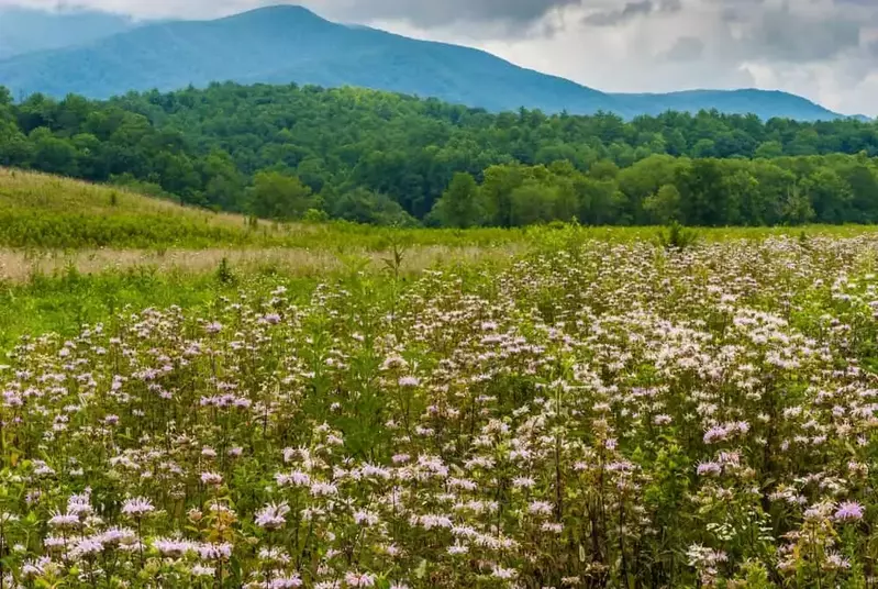 flowers in cades cove