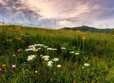 spring in cades cove