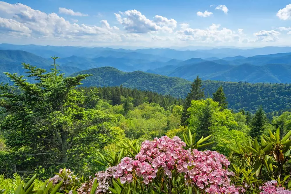 Top 4 Things to Know About the Spring Wildflower Pilgrimage