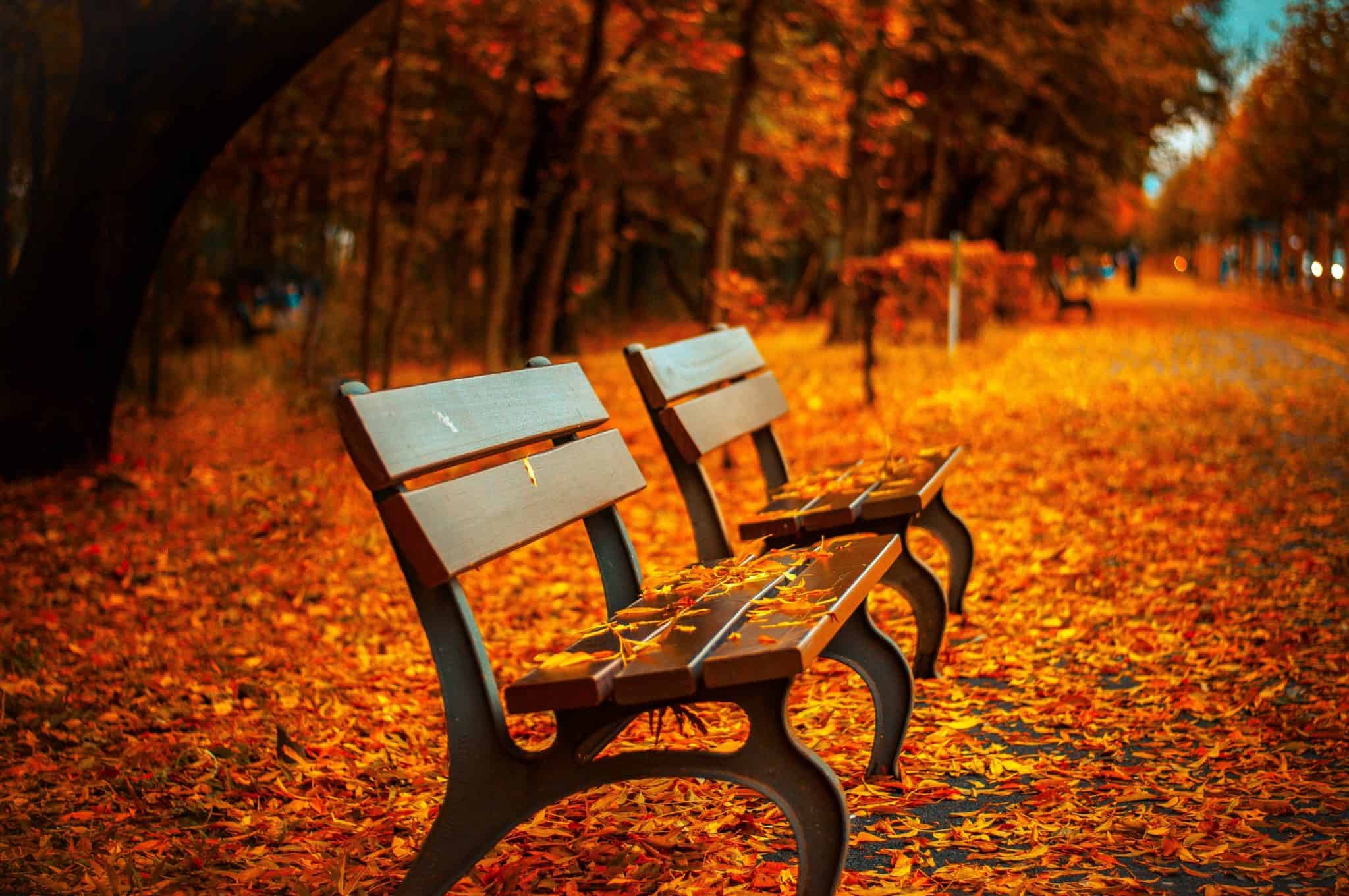 park benches surrounded by fall colored leaves