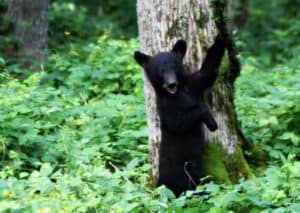 baby black bear in the smoky mountains standing in front of a tree
