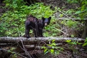 black bear in the smoky mountains on a fallen tree